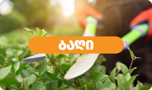 ბაღი